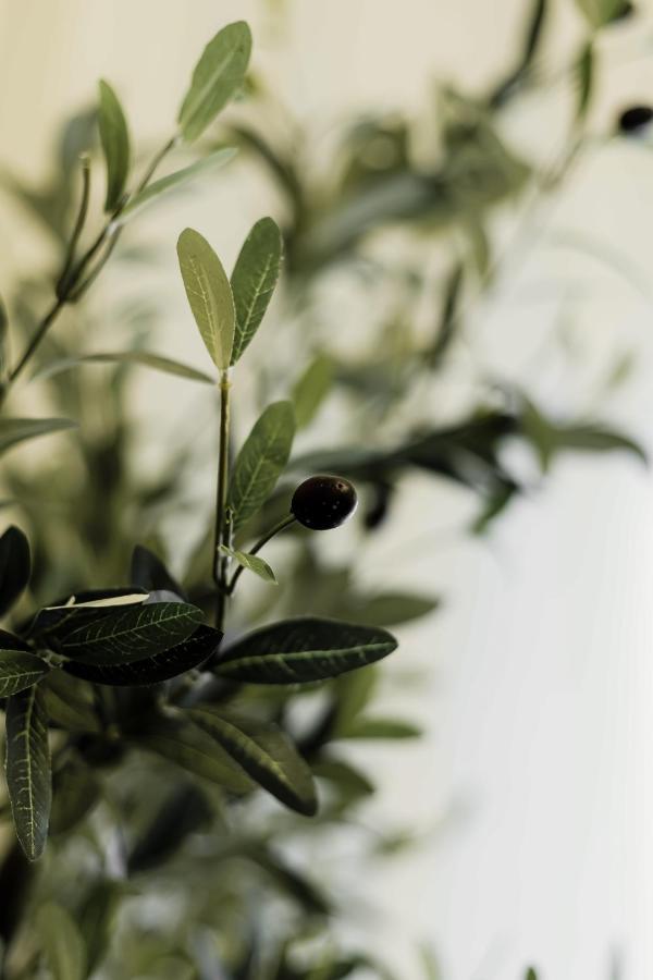 דירות אתונה Olive Koukaki מראה חיצוני תמונה